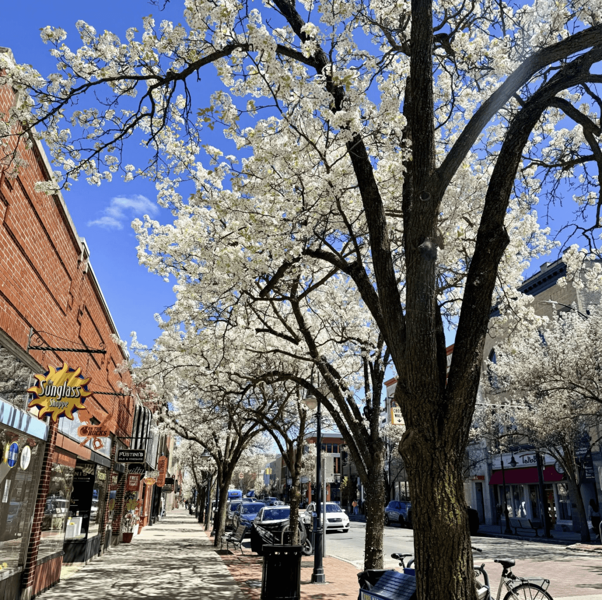 8 Easy Cool-Weather Escapes in the South & Beyond - 15 A row of trees with white blossoms lines a sunny city sidewalk amid brick buildings, shops, parked cars, and people in the backgroundβperfect for those who love easy travel within vibrant urban neighborhoods.