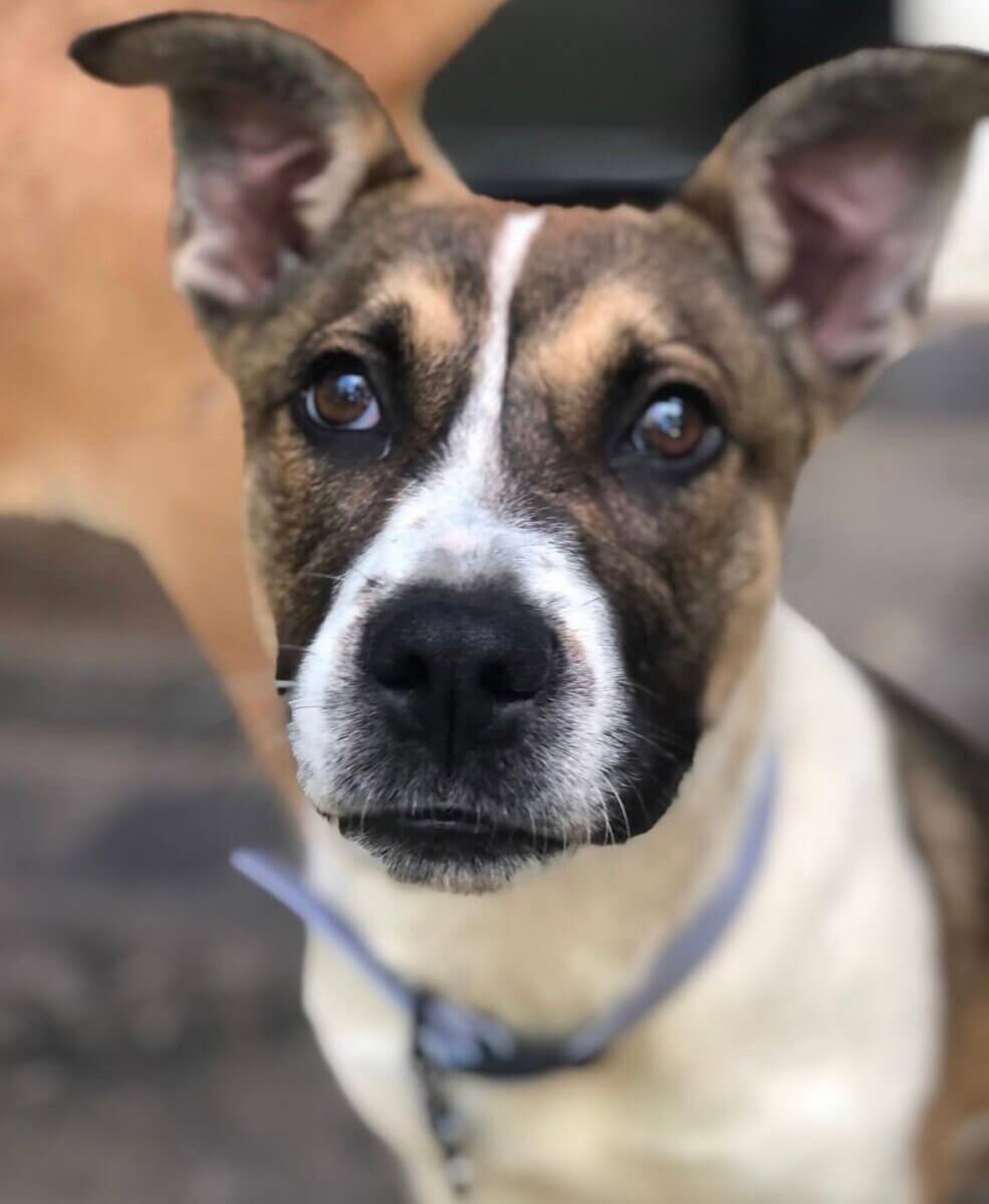 Hey Nashville, Here's Your Chance to Make Your Pet Famous! - 6 A close-up of a dog with upright ears, brown and white fur, and a black nose, looking directly at the cameraβperfect for an adoption ale campaign.