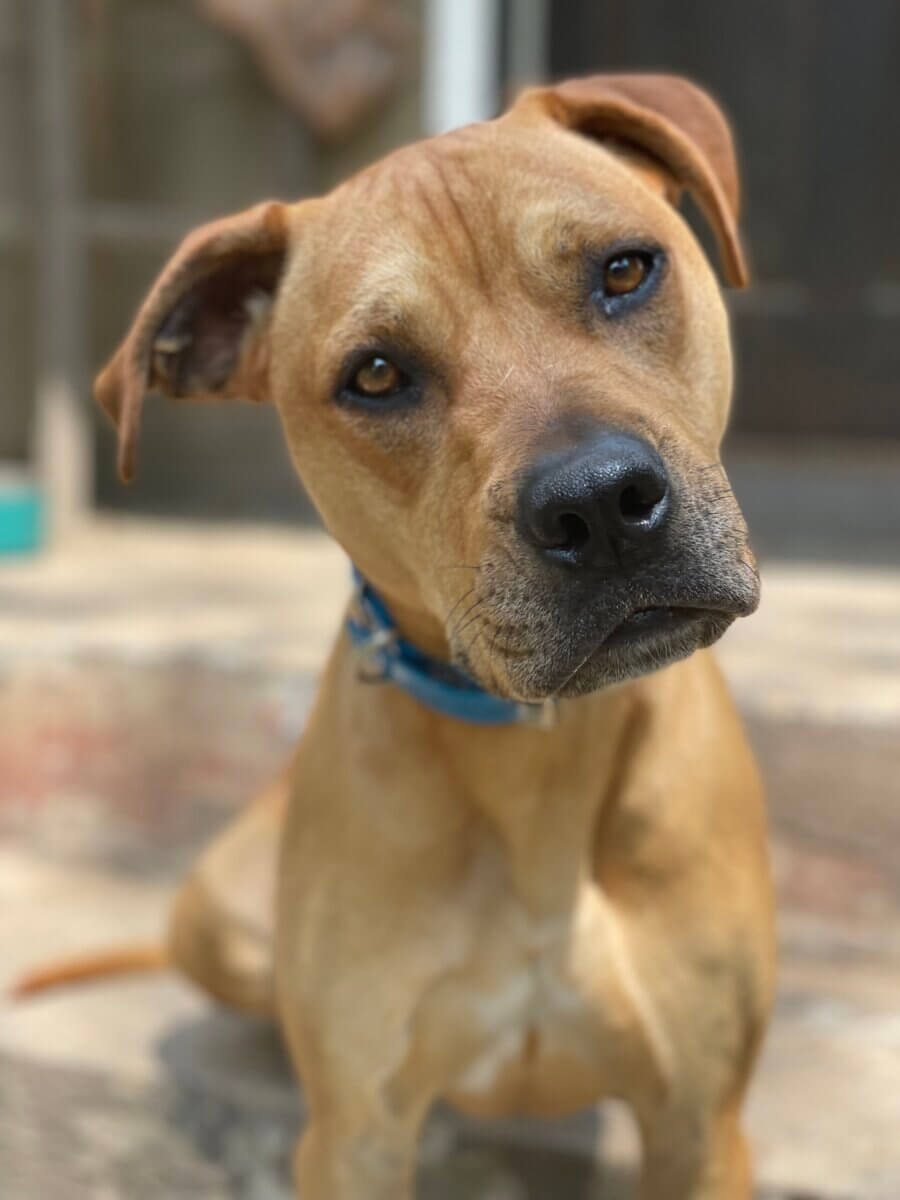 Hey Nashville, Here's Your Chance to Make Your Pet Famous! - 4 A tan dog with a blue collar sits on a stone surface, looking directly at the camera with its head slightly tiltedβan adorable pose perfect for an adoption ale promotion.