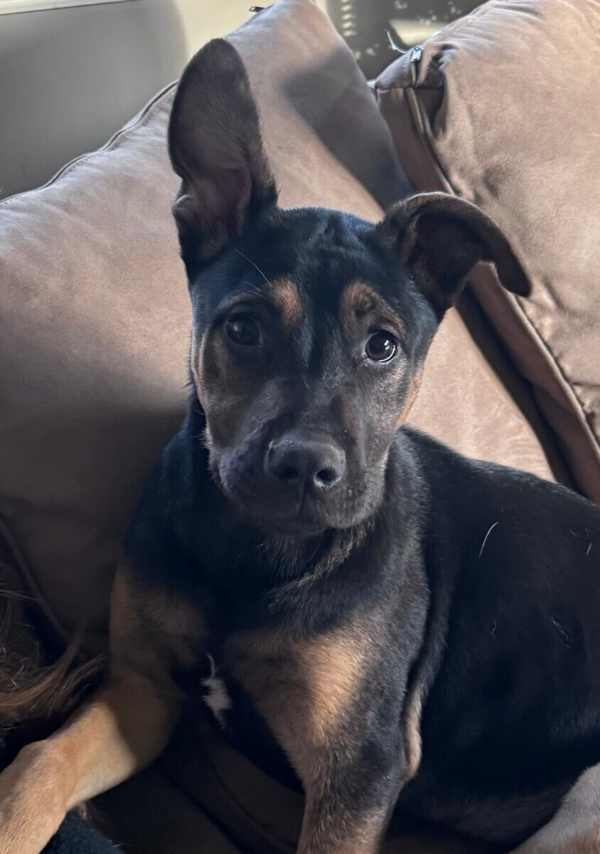 Hey Nashville, Here's Your Chance to Make Your Pet Famous! - 2 A black and tan dog with one ear up and one ear down sits on a brown couch, looking directly at the cameraβdonβt miss out on our adoption ale event to meet lovable pups like this!.