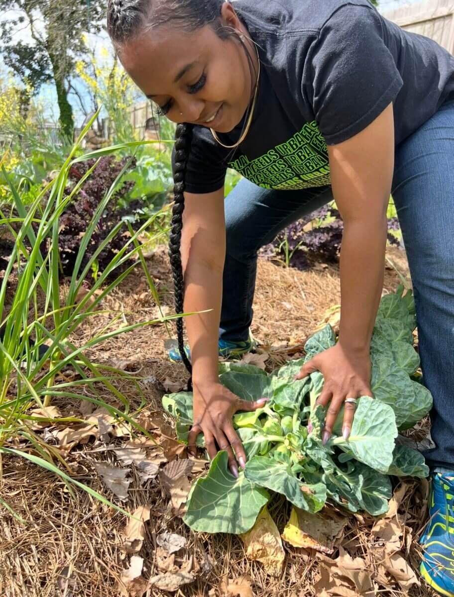 Person bending over in a garden, harvesting or inspecting a large leafy green vegetable growing among other plants and mulch.