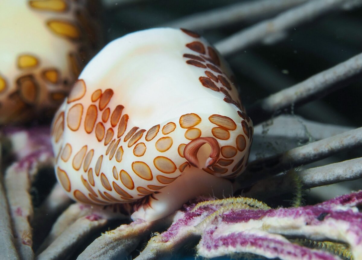 Beyond the Beach: A Weekend Exploring Fort Myers, Sanibel & Captiva - 5 Close-up of a white and orange spotted marine mollusk, likely a cowrie, resting on purple and gray coral-like branches underwater near Sanibel or Captiva.