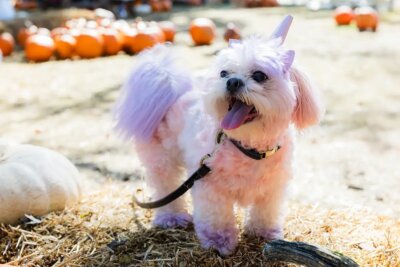 Halloween Pooch Party
