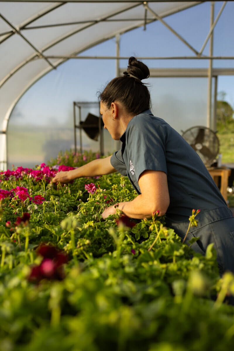 Meet the Lawyer-Turned-Farmer Behind Tennessee’s 5 Porch Farm - 5 Justine Moreau, in a blue shirt, tends to flowering plants inside a greenhouse, reaching over a table filled with blooming pink and red flowers.