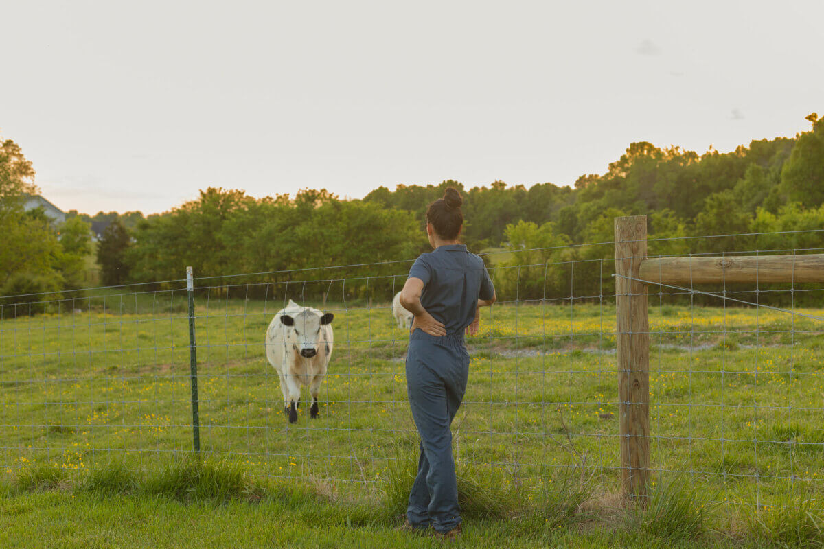 Meet the Lawyer-Turned-Farmer Behind Tennessee’s 5 Porch Farm - 4 Justine Moreau, dressed in blue coveralls, stands by a wire fence in a grassy field, watching as a white cow approaches from the distance. Trees and a setting sun are visible in the background.