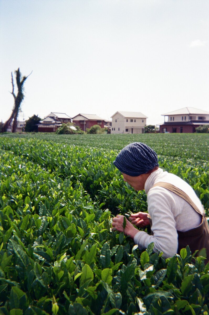Meet the Sisters Behind Muracha: The South's New Must-Try Matcha - 7 A person wearing a headscarf and apron tends to green crops in a field in the South, with houses and a tall tree visible in the background under a clear sky.