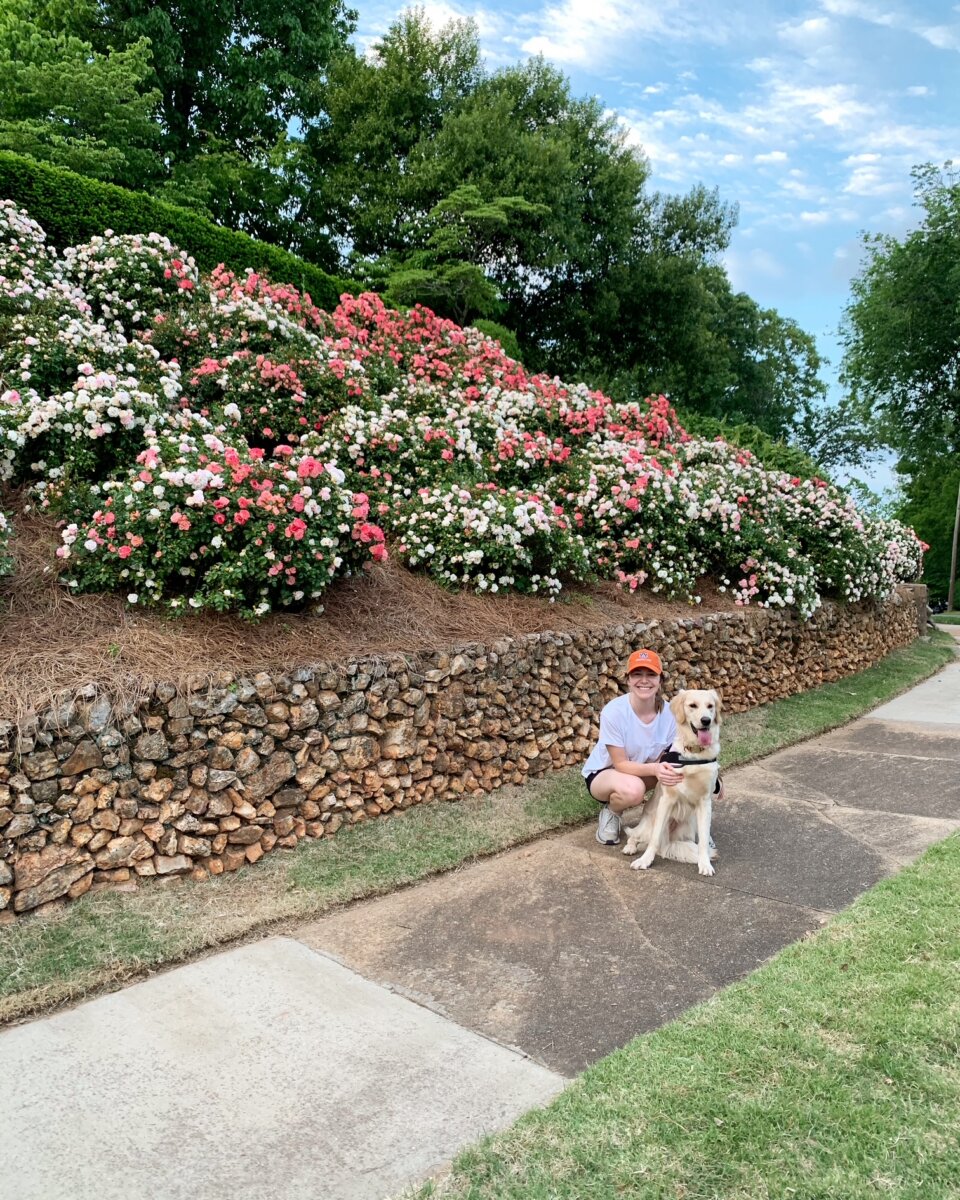 5 of Birmingham's Most Charming Walks - 3 A person in a white shirt and orange cap kneels beside a golden retriever on a sidewalk next to a stone wall and blooming pink and white flowers, capturing the essence of charming walks in Birmingham.