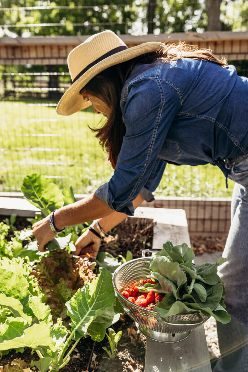 Terri Paige, one of the inspiring FACES of the South, wears a hat and denim shirt as she harvests leafy greens from a garden bed, with a colander of freshly picked greens and strawberries nearby.