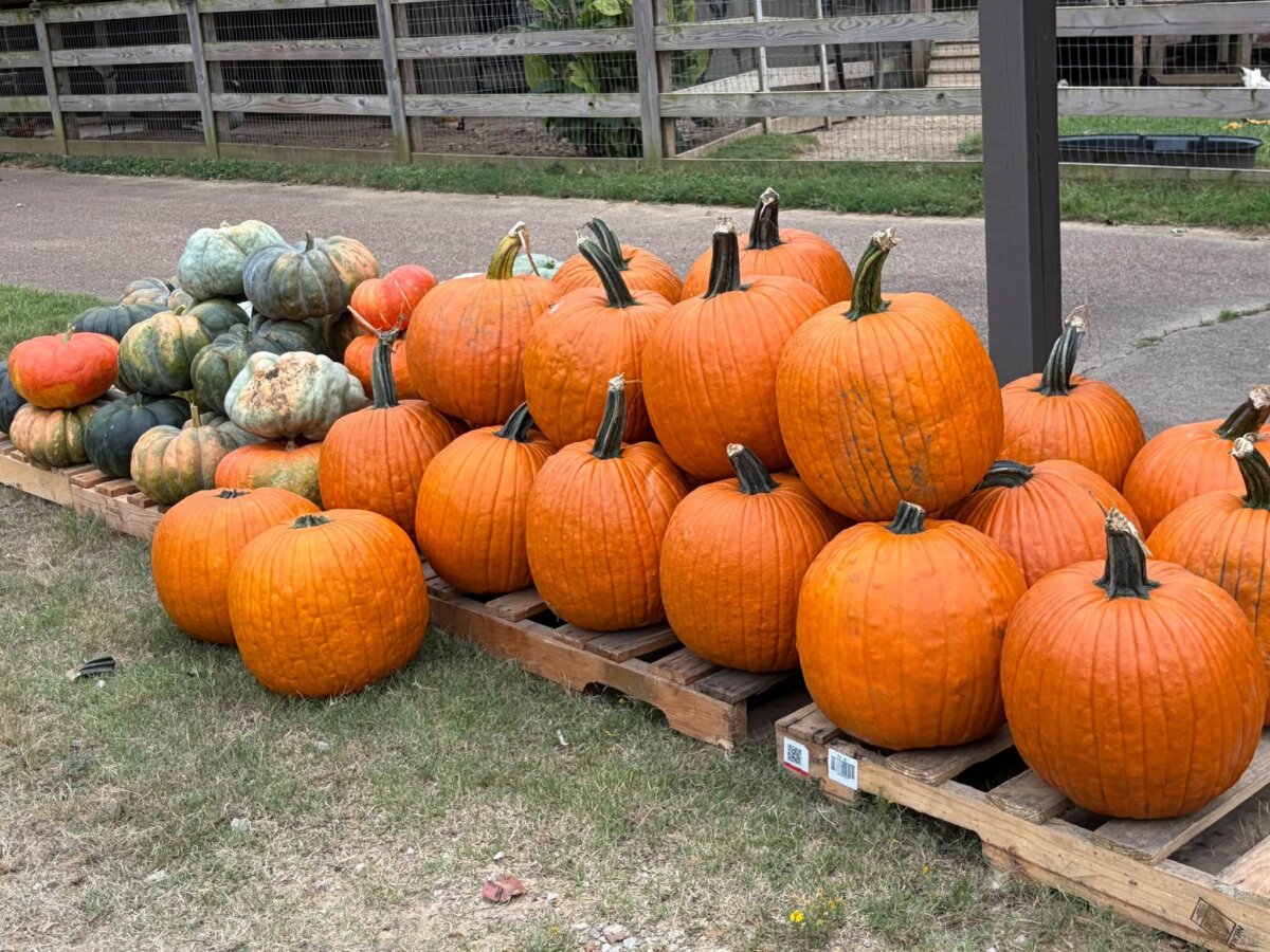Rows of orange and green pumpkins are arranged on wooden pallets outside on grass near a road and wooden fence.