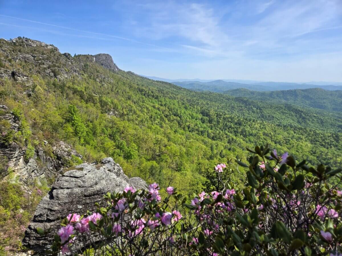 5 NEW Hikes to Explore Around the South - 8 Mountain landscape with rocky outcrops, dense green forest, distant ridges, and pink wildflowers in the foreground overlooking Linville Gorge in North Carolina.