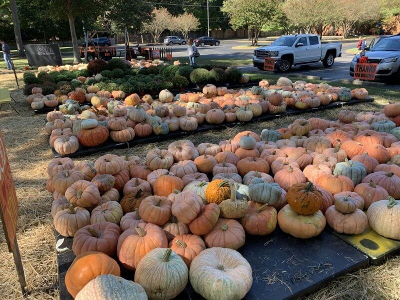 Dozens of pumpkins of various sizes and colors are arranged on black mats outdoors at a pumpkin patch, with a truck and people in the background.