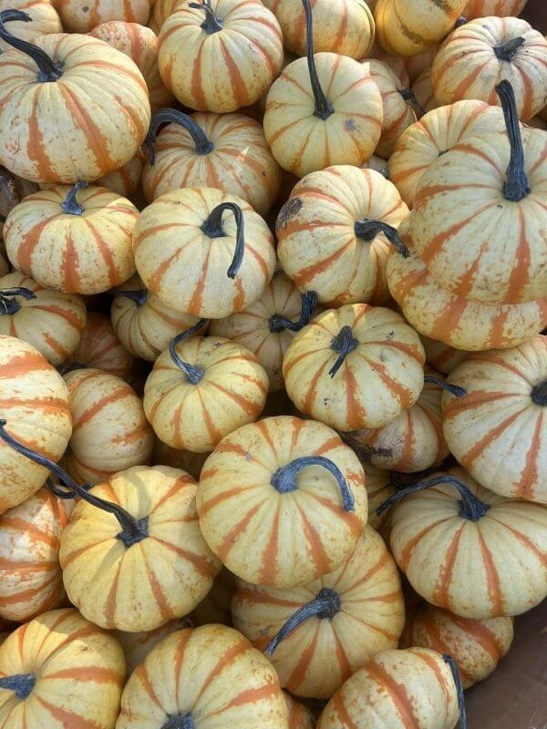 A pile of small, round pumpkins with pale yellow skin and orange vertical stripes, each with a curved green stem.