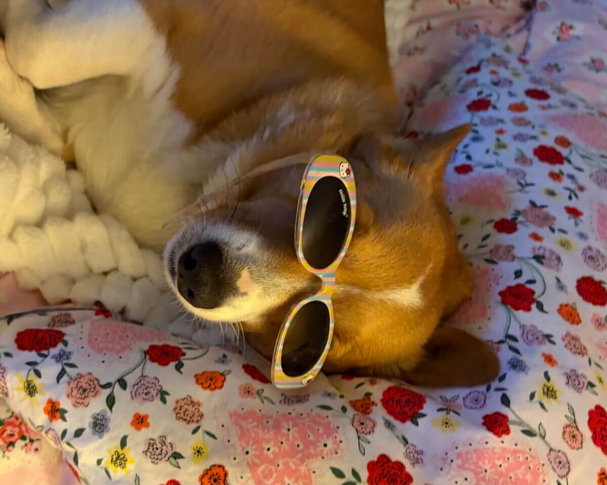 A dog with brown and white fur is lying on a floral-patterned blanket, wearing colorful sunglasses.