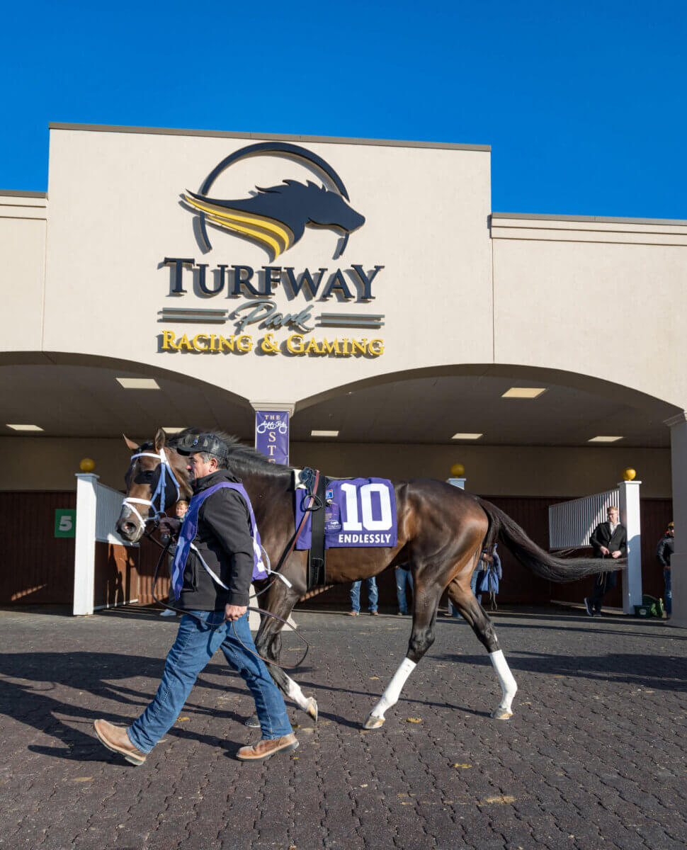8 Lesser-Known Southern Horse Racing Venues to Know (and When to Go!) - 6 A handler leads a racehorse wearing a purple saddle cloth numbered 10 in front of the Turfway Park Racing & Gaming building during the horse racing calendar.