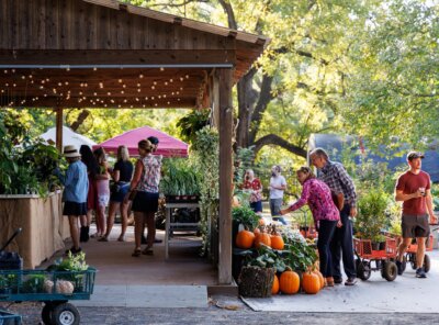 People browse plants and pumpkins at an outdoor nursery market.