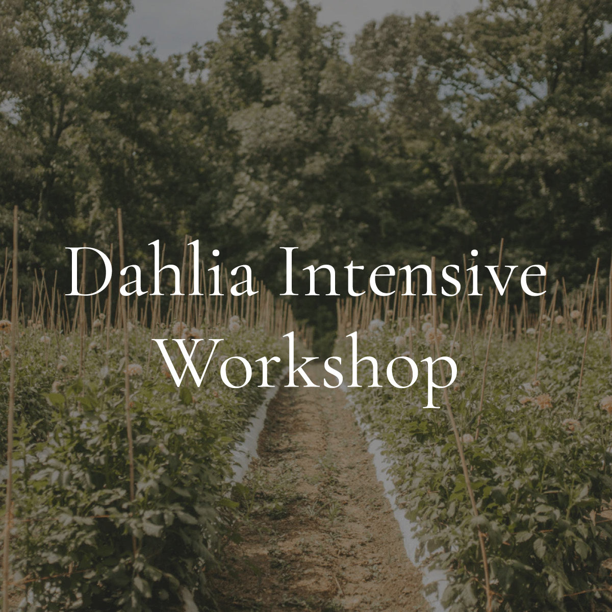 Dahlia Intensive Workshop