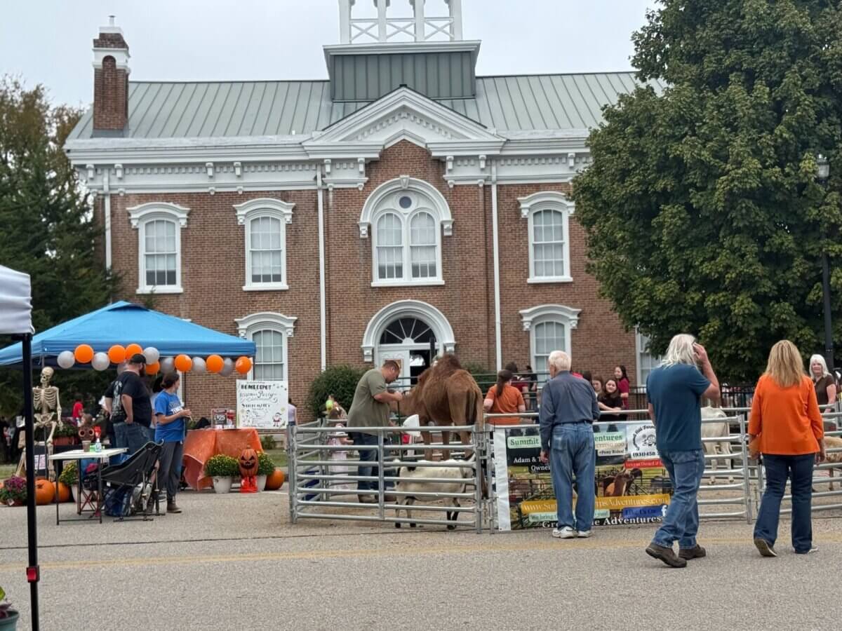 People interact with animals in a temporary petting zoo enclosure set up in front of a brick municipal building in a historic downtown.
